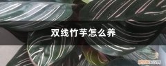 双线竹芋怎么养护 双线竹芋怎么养