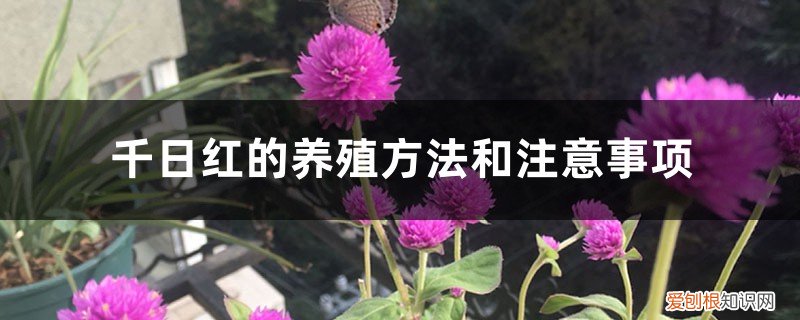 千日红怎么养 千日红的养殖方法和注意事项