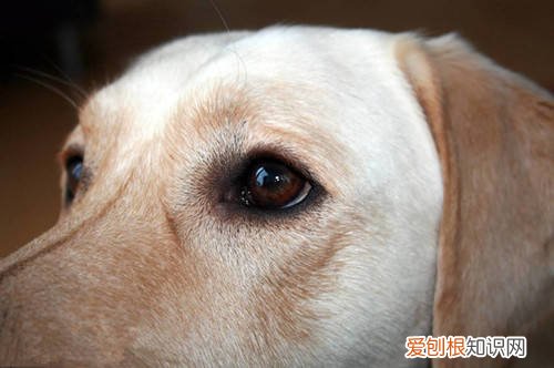 狗狗总是有眼屎是什么原因 狗狗有眼屎是什么原因