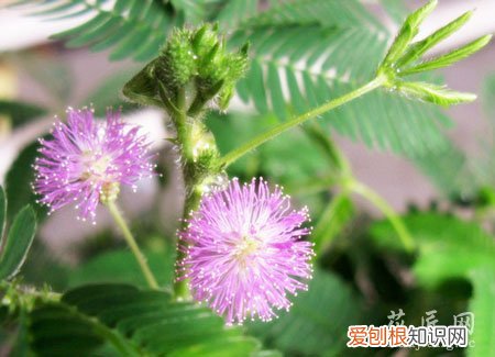 会动的植物有哪些 哪些植物会动呢？
