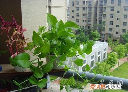 适合夏天养的花卉盆栽 适合在夏季养殖的花卉植物推荐及其养护
