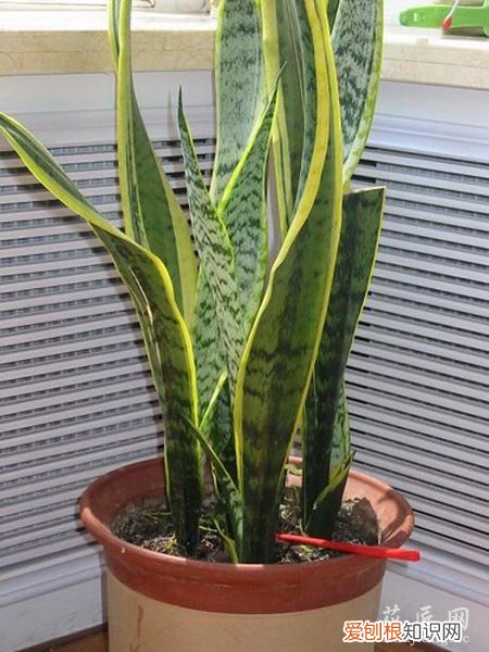 适合夏天养的花卉盆栽 适合在夏季养殖的花卉植物推荐及其养护