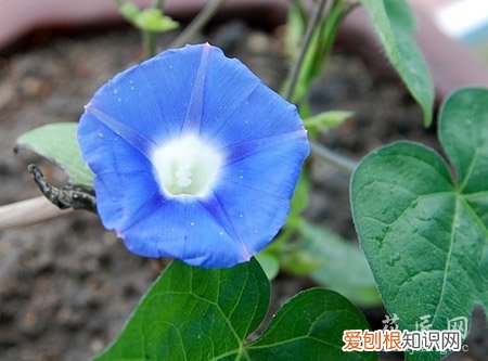 牵牛花的成长日记观察五篇 四 牵牛花的成长日记