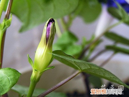 牵牛花的成长日记观察五篇 四 牵牛花的成长日记