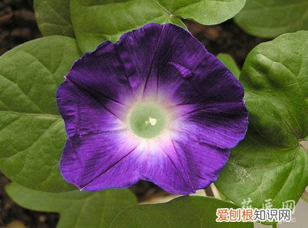 牵牛花的成长日记观察五篇 四 牵牛花的成长日记