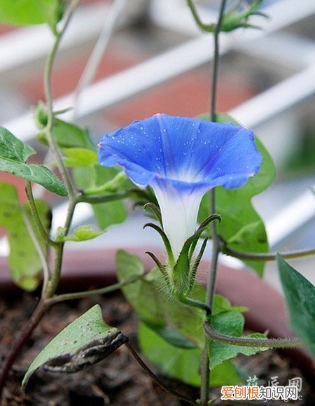 牵牛花的成长日记观察五篇 四 牵牛花的成长日记
