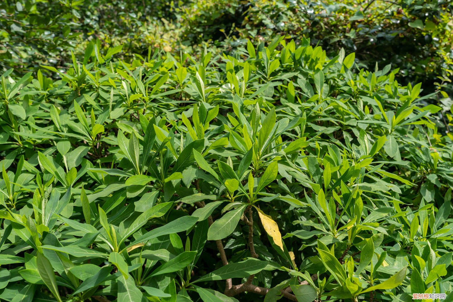 结香花苗几年开花 结香花什么时候开花