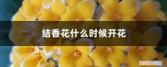 结香花苗几年开花 结香花什么时候开花