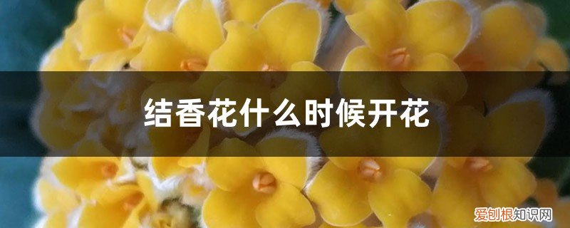 结香花苗几年开花 结香花什么时候开花