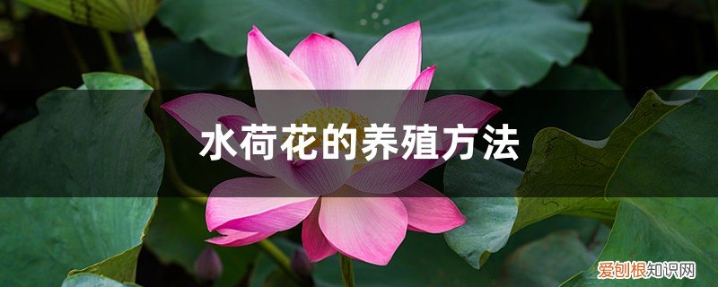 水荷花的养殖方法视频 水荷花的养殖方法