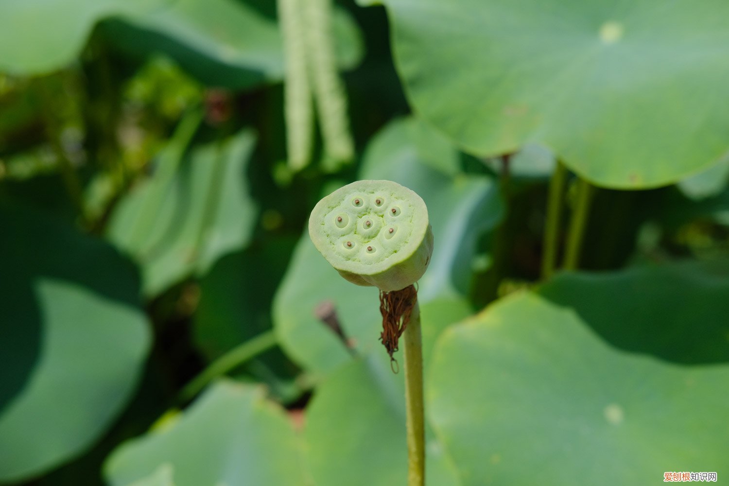 水荷花的养殖方法视频 水荷花的养殖方法