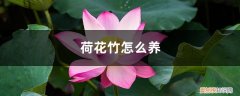 荷花竹怎么养好 荷花竹怎么养