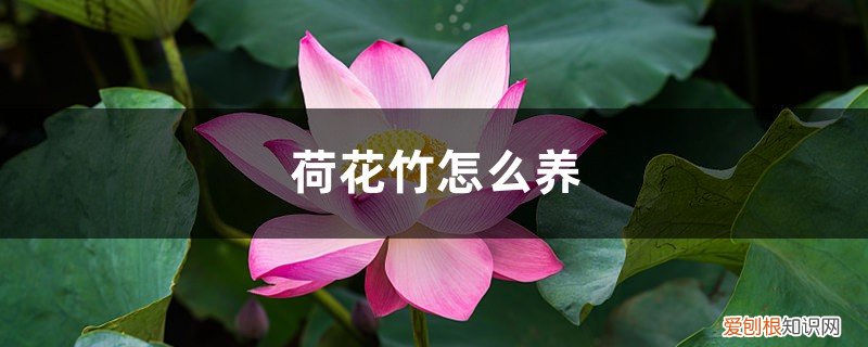 荷花竹怎么养好 荷花竹怎么养