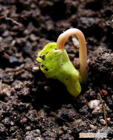 牵牛花的成长记录表 二 牵牛花的成长日记