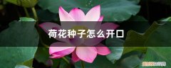荷花种子开口方法 荷花种子怎么开口