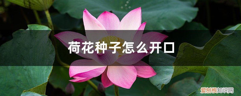 荷花种子开口方法 荷花种子怎么开口