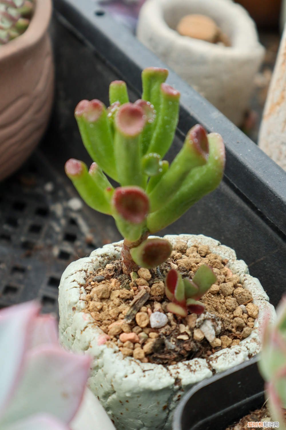 吸财树怎么养才能饱满通透 吸财树怎么养