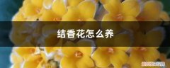 结香花怎么养殖方法 结香花怎么养