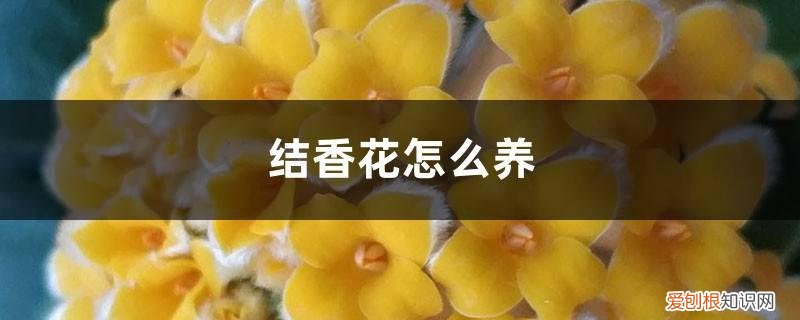 结香花怎么养殖方法 结香花怎么养