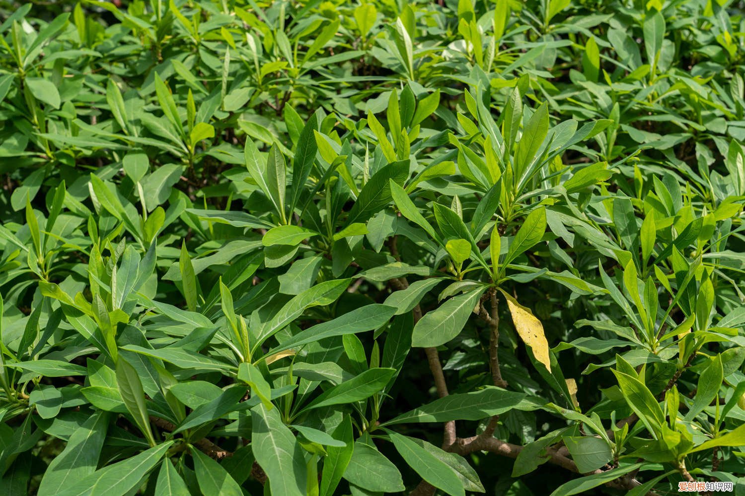 结香花怎么养殖方法 结香花怎么养