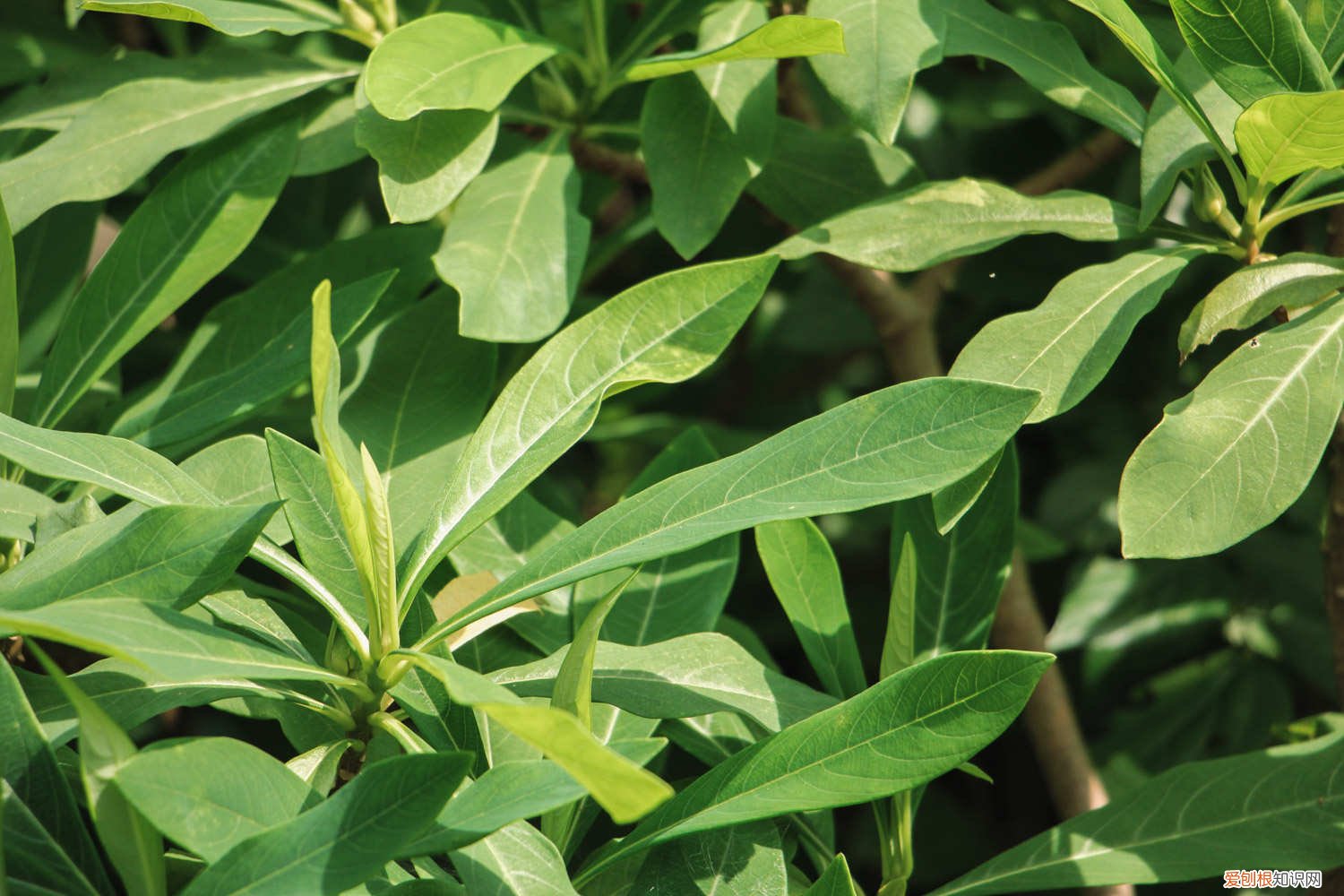 结香花怎么养殖方法 结香花怎么养