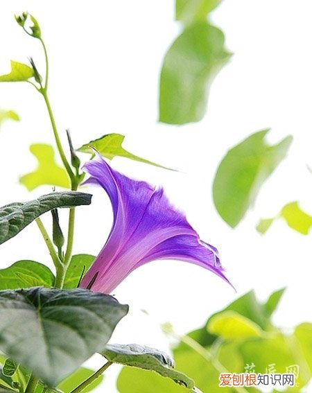 牵牛花的成长日记观察五篇 五 牵牛花的成长日记