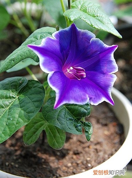 牵牛花的成长日记观察五篇 五 牵牛花的成长日记
