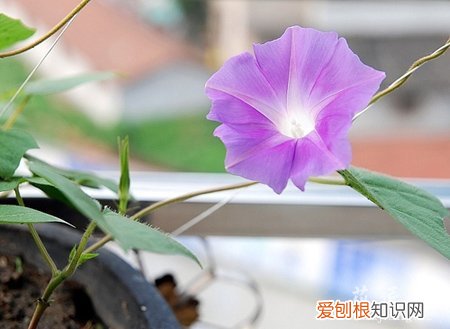 牵牛花的成长日记观察五篇 五 牵牛花的成长日记