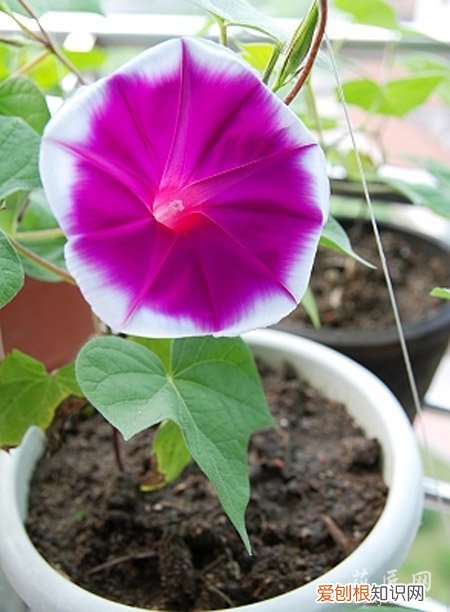 牵牛花的成长日记观察五篇 五 牵牛花的成长日记