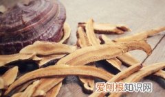 野生灵芝越大越好还是越小越好 灵芝越大越好吗