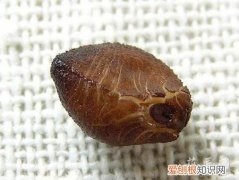 牵牛花的成长日记观察五篇 一 牵牛花的成长日记