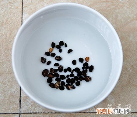 牵牛花的成长日记观察五篇 一 牵牛花的成长日记