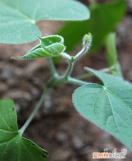 牵牛花成长记录 三 牵牛花的成长日记