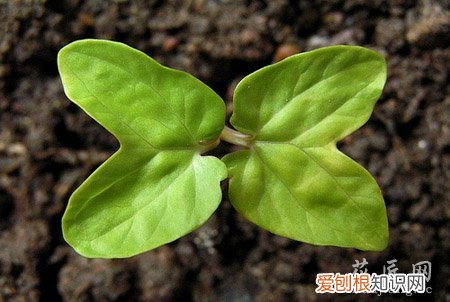 牵牛花成长记录 三 牵牛花的成长日记