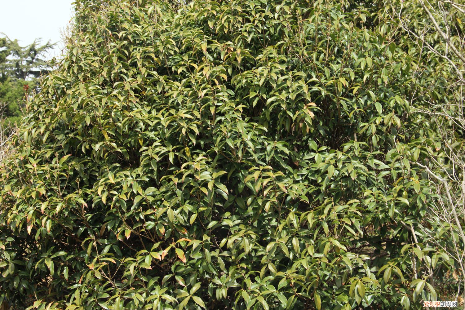 怎么养桂花树盆栽 怎么养桂花树