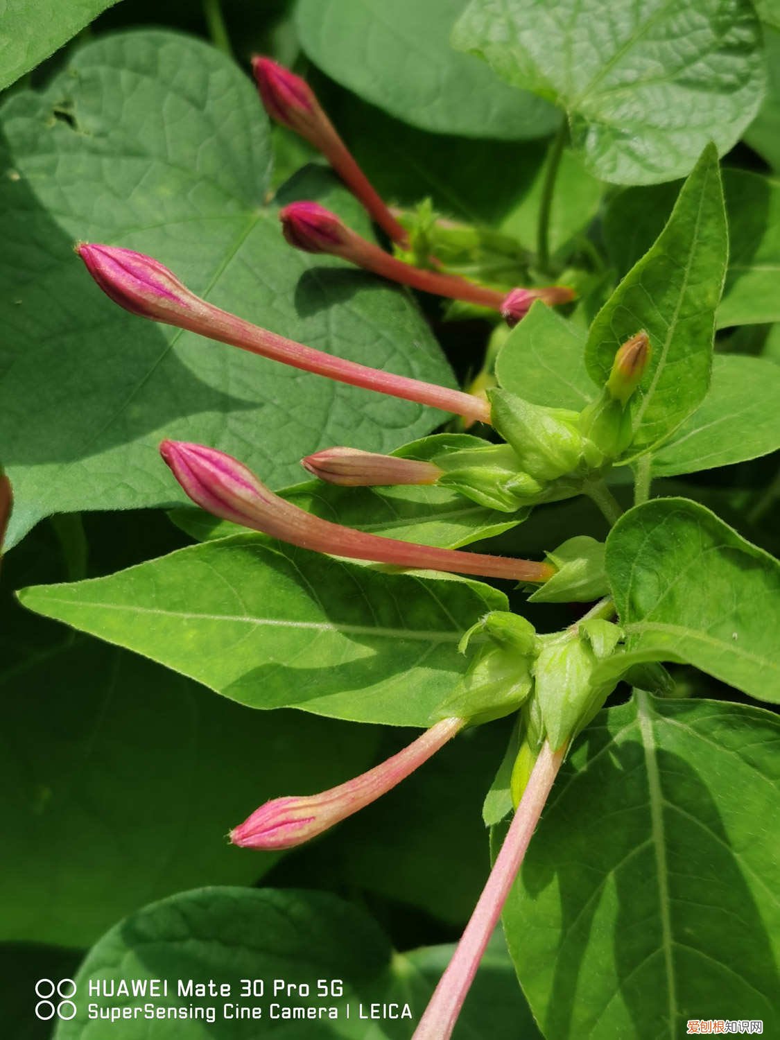 盆栽紫茉莉怎么修剪好看 如何盆栽紫茉莉