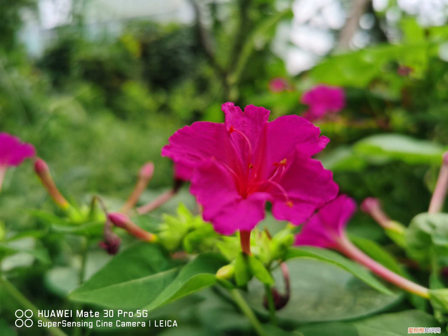 盆栽紫茉莉怎么修剪好看 如何盆栽紫茉莉