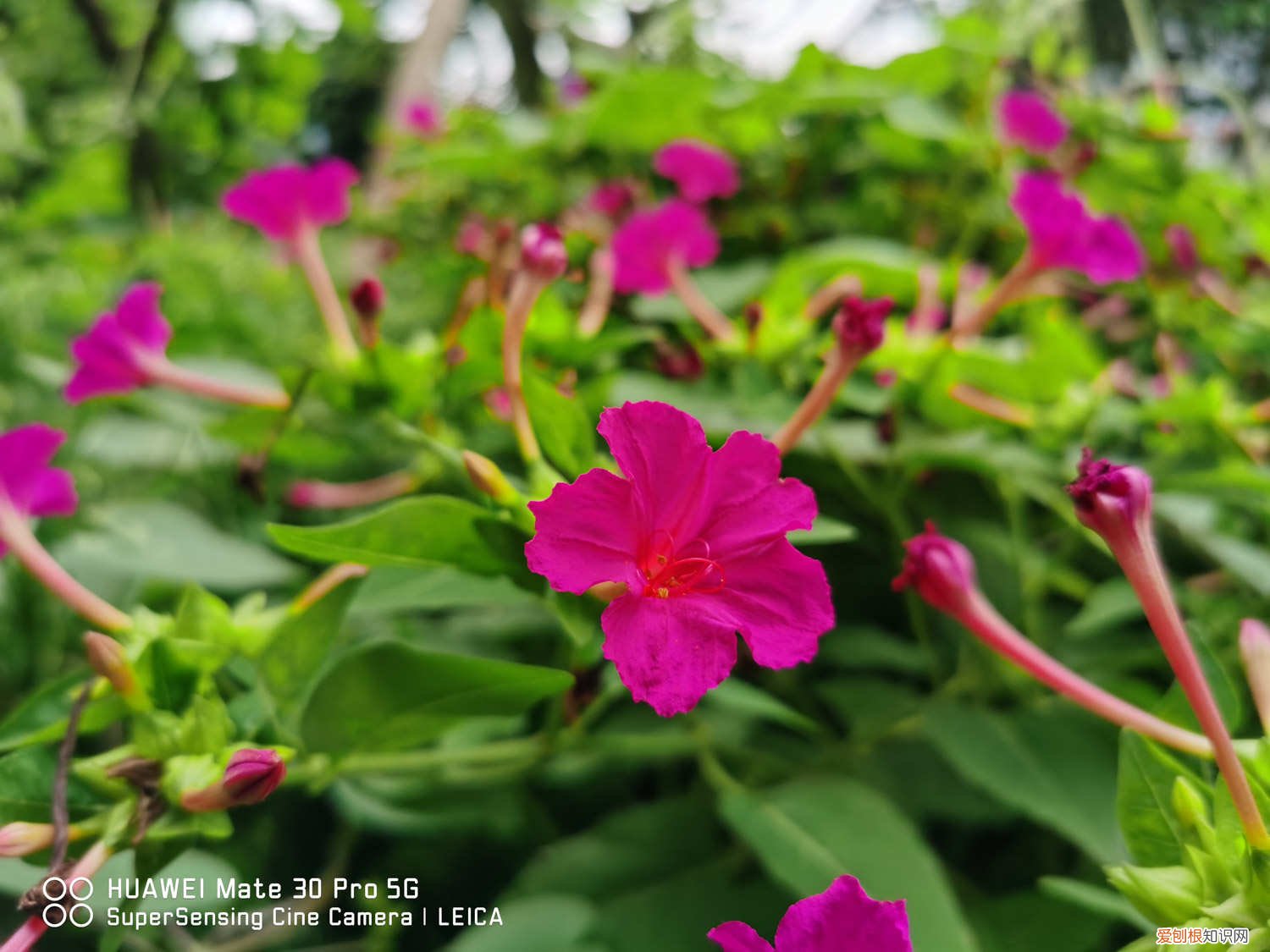 盆栽紫茉莉怎么修剪好看 如何盆栽紫茉莉