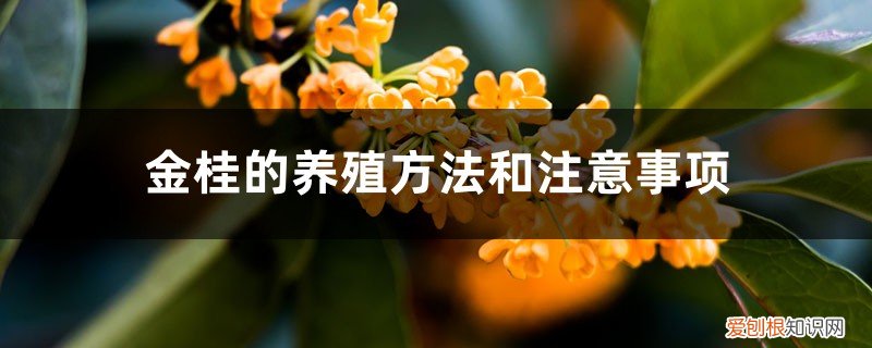 金桂养殖及注意事项 金桂的养殖方法和注意事项