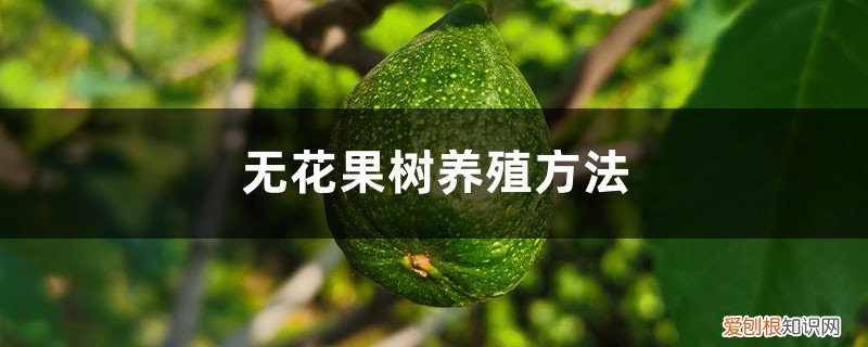 无花果树的养殖方法 无花果树养殖方法