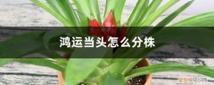 鸿运当头怎么分株视频 鸿运当头怎么分株