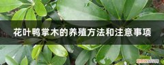 鸭掌木栽种时注意事项 花叶鸭掌木的养殖方法和注意事项