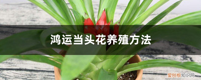 鸿运当头花怎么养殖方法 鸿运当头花养殖方法
