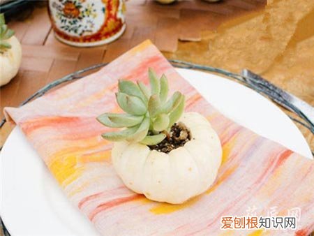 如何在南瓜里种植多肉植物视频 如何在南瓜里种植多肉植物