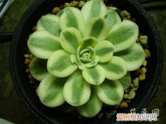 富士多肉图片 多肉植物富士的介绍