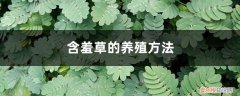 含羞草的养殖方法和注意事项图解 含羞草的养殖方法