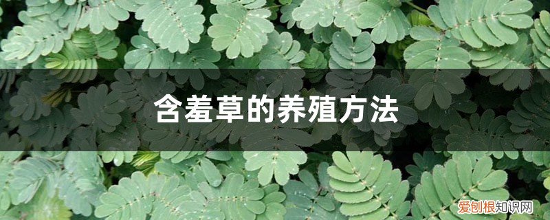 含羞草的养殖方法和注意事项图解 含羞草的养殖方法