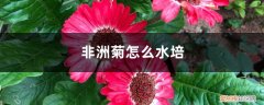 非洲菊水培放多少水 非洲菊怎么水培