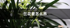 兰花要怎么养才能长得比较好 兰花要怎么养