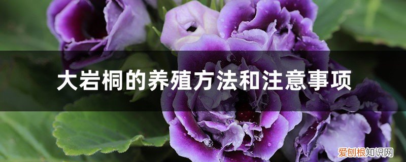 大岩桐的养殖方法和注意事项